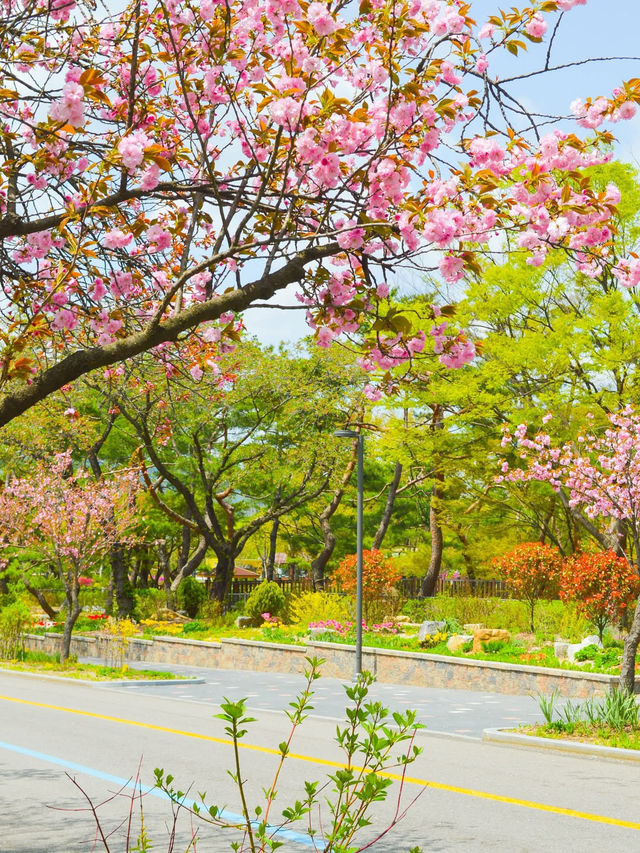 Cherry Blossoms Guide to Seoul Zoo