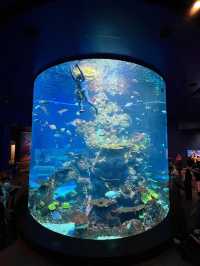 Dive into Wonder: A Journey Through S.E.A. Aquarium