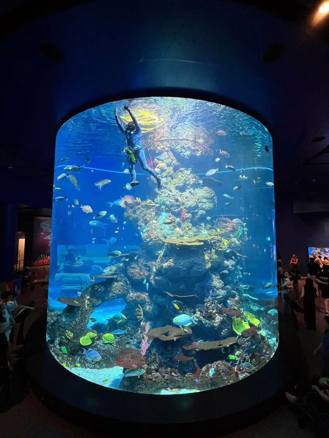 Dive into Wonder: A Journey Through S.E.A. Aquarium