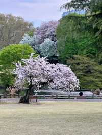 Shinjuku Gyoen Cherry Blossoms– Tokyo’s Imperial Garden of 1,000 Blooms