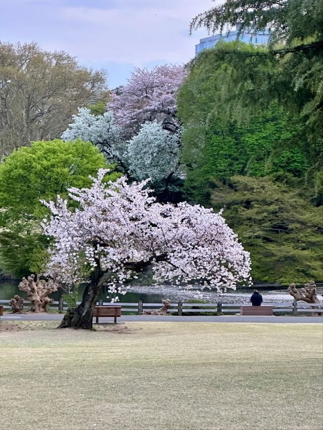 Shinjuku Gyoen Cherry Blossoms– Tokyo’s Imperial Garden of 1,000 Blooms