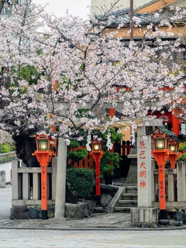 Gion Shirakawa in April — A Hidden Kyoto Spring Poem