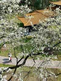 🌸 Don’t Just Chase Cherry Blossoms – Check Out the Pear Blossoms in Wuhan! 🌸