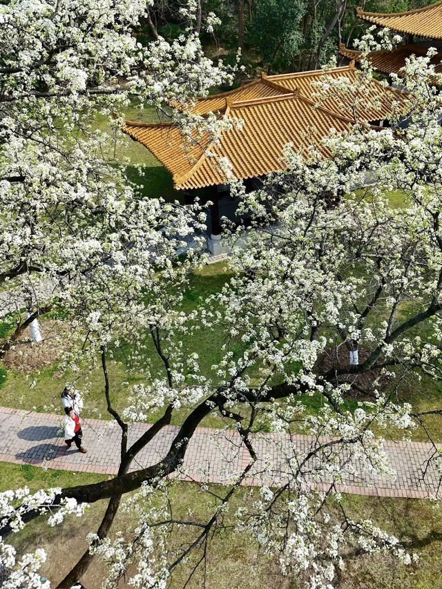 🌸 Don’t Just Chase Cherry Blossoms – Check Out the Pear Blossoms in Wuhan! 🌸