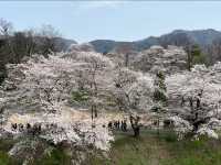 Tsuruga Castle Park Cherry Blossoms – Fukushima’s Pink Samurai Stronghold