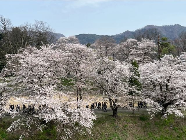 Tsuruga Castle Park Cherry Blossoms – Fukushima’s Pink Samurai Stronghold