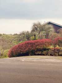 Seogwipo's Flower-Lined Roads in April