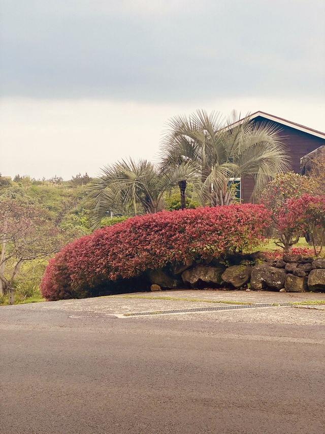 Seogwipo's Flower-Lined Roads in April