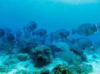 Barracuda Point: Where the Ocean’s A-Listers Come to Party 🐟🎉