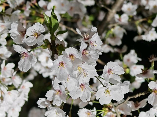 Sakura in Kanazawa - the hidden gem