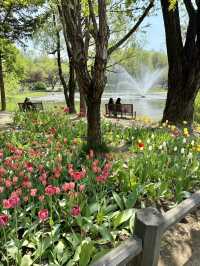 Tulip Time in Seoul Forest Park