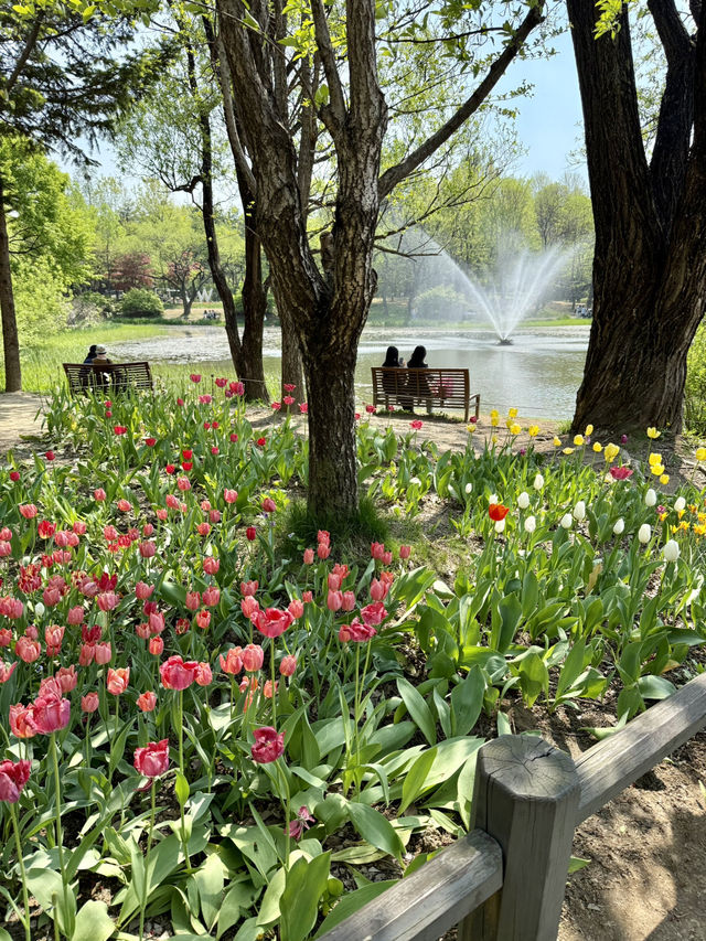Tulip Time in Seoul Forest Park