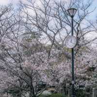 SHUKUGAWA PARK สวนซากุระ ทางยาว 2 กม. ! 🌸