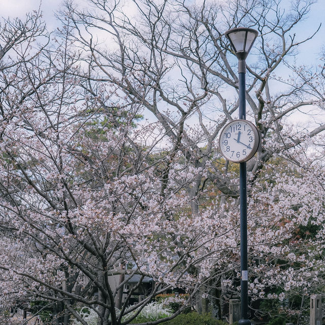 SHUKUGAWA PARK สวนซากุระ ทางยาว 2 กม. ! 🌸