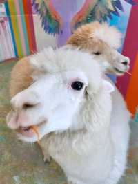 Sweet Moments with Alpacas: Exploring Eatsugarlips Café in Permas City