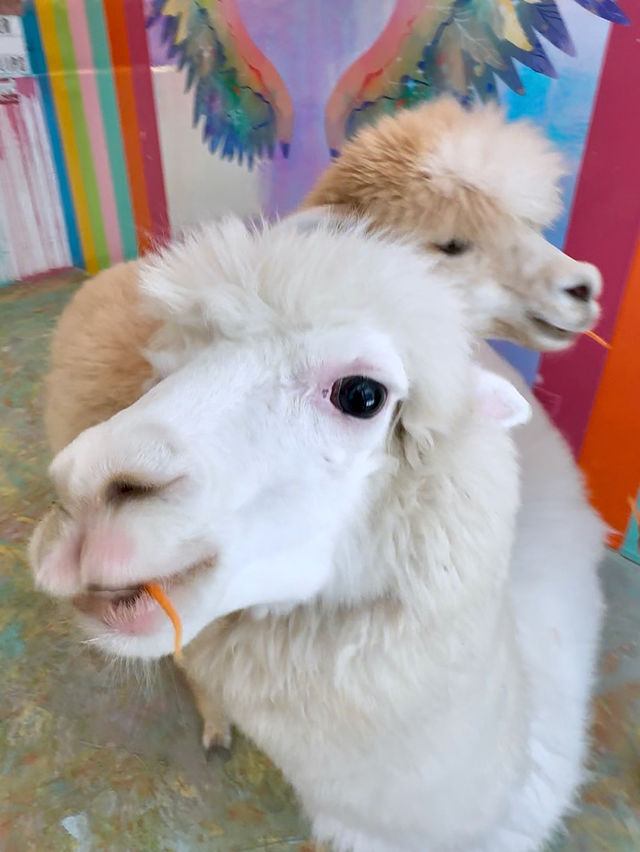 Sweet Moments with Alpacas: Exploring Eatsugarlips Café in Permas City