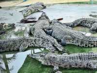 🐊 Teluk Sengat Crocodile Farm: A Solo Traveller’s Wild (and Slightly Terrifying) Adventure