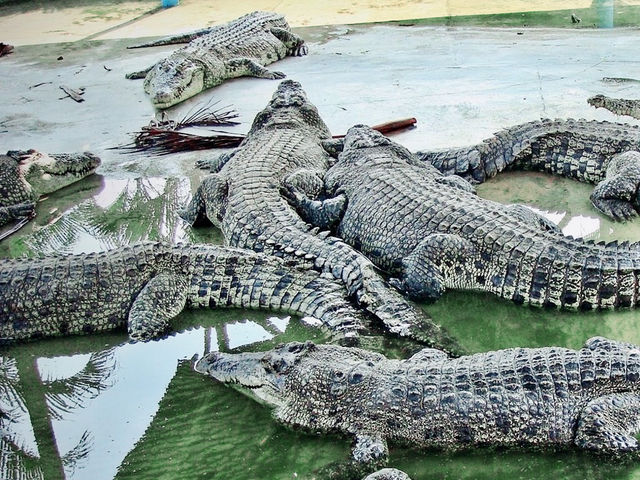 🐊 Teluk Sengat Crocodile Farm: A Solo Traveller’s Wild (and Slightly Terrifying) Adventure