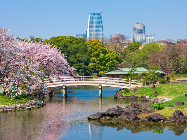 🌸 Hamarikyu Gardens: Sakura, Tea & Ocean Breezes – Tokyo’s Best-Kept Secret! 🌸