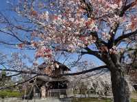 🌸 "Kyoto’s Secret Sakura Spot: Why Shosei-en Garden Stole My Heart" 🌸