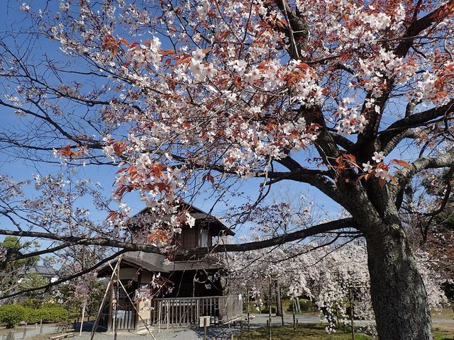 🌸 "Kyoto’s Secret Sakura Spot: Why Shosei-en Garden Stole My Heart" 🌸