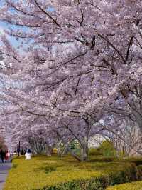 Dalian Flower Viewing Today｜Spring’s Serenity Returns Beneath the Sakura Trees 🌸