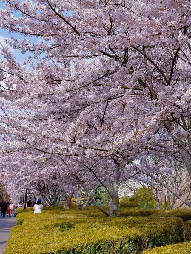 Dalian Flower Viewing Today｜Spring’s Serenity Returns Beneath the Sakura Trees 🌸
