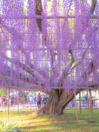 GWここにいこう！花畑【栃木】