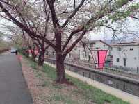 廣島賞櫻：住吉堤防敷櫻並木
