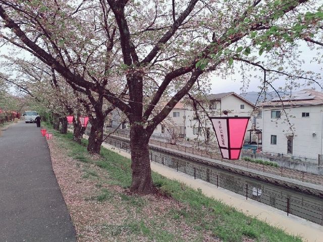 廣島賞櫻：住吉堤防敷櫻並木