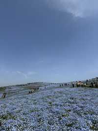 国営ひたち海浜公園｜色とりどりの絶景が広がる“アニメの世界”へ