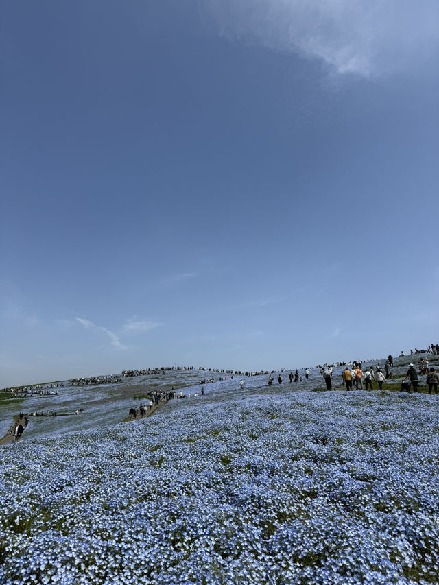 国営ひたち海浜公園｜色とりどりの絶景が広がる“アニメの世界”へ