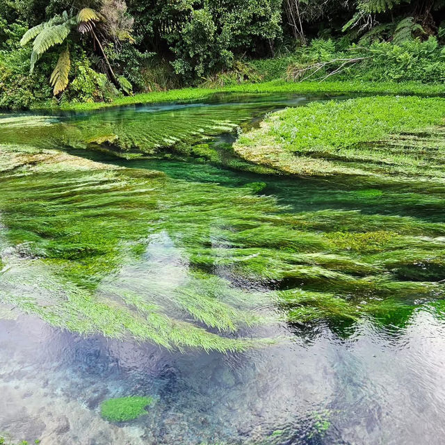 Spring in New Zealand – Nature Awakens in Style
