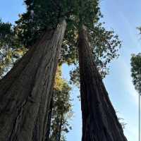 General Sherman Tree – Sequoia NP, CA