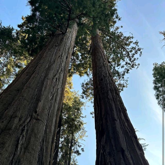 General Sherman Tree – Sequoia NP, CA