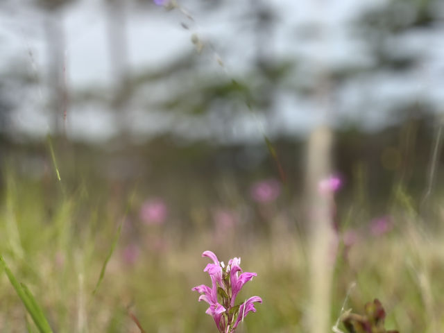 ภูสอยดาว