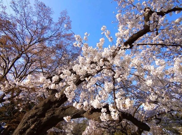 陸奧國分寺&木之下公園，被寺廟佛堂環繞的賞櫻名所