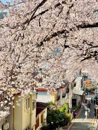 Busan’s Cherry Blossom Season Truly Feels Like Heaven on Earth! 🌸💕