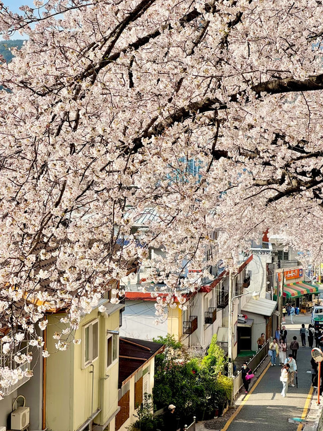 Busan’s Cherry Blossom Season Truly Feels Like Heaven on Earth! 🌸💕