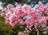 沖繩賞櫻---八重岳櫻之森公園，感受一下日本傳統祭典的氛圍！