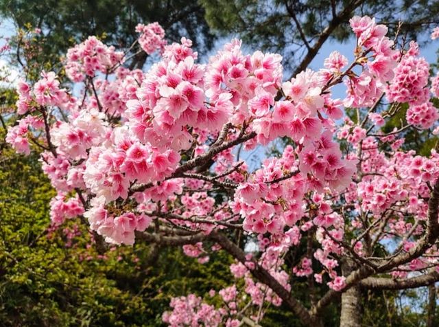 沖繩賞櫻---八重岳櫻之森公園，感受一下日本傳統祭典的氛圍！