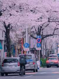 🚋 Cherry Blossoms + Train, a Perfect Drama Scene