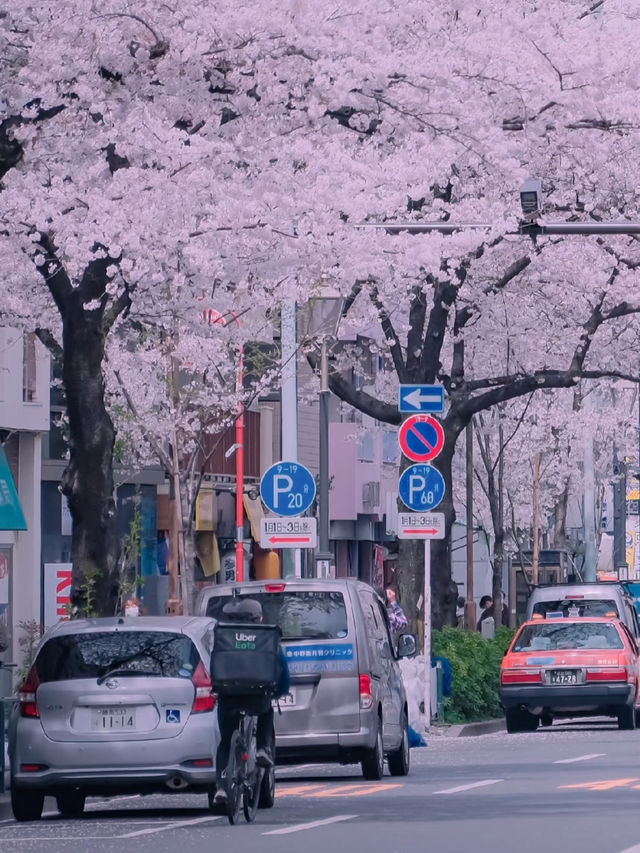 🚋 Cherry Blossoms + Train, a Perfect Drama Scene