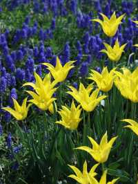 🌷Sapporo, Hokkaido – Tulips in Full Bloom, Static Beauty🌷