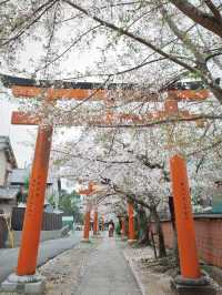 Kyoto | Cherry Blossoms, Torii Gates & a Serendipitous Reunion 🌸⛩️