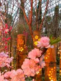 blossom in china 