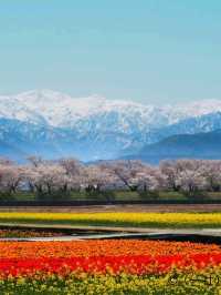Time-Traveler’s Haven: Kanazawa’s Quiet Elegance
