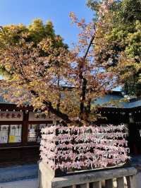 A Pocket of Poetry: Kushida Shrine’s Intimate Sakura Magic 