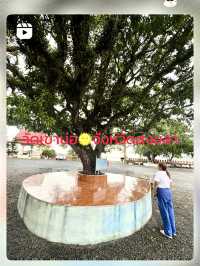 เสน่ห์บนเกาะยอ ณ วัดเขาบ่อ สงขลา