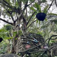 Immersed in Nature: Exploring Yanoda Rainforest in Hainan 